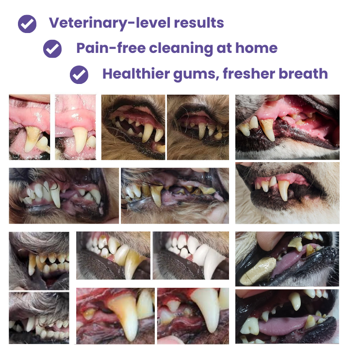 Laly SonicClean — Ultrasonic Dog Tooth Cleaner